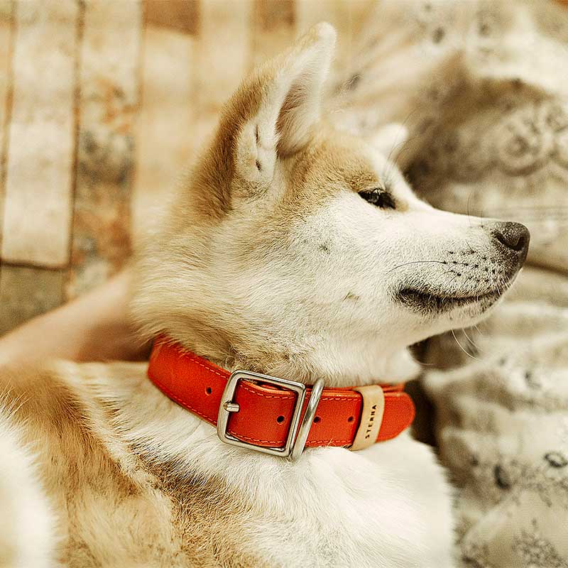 Fotograía de Producto de Perritos 5