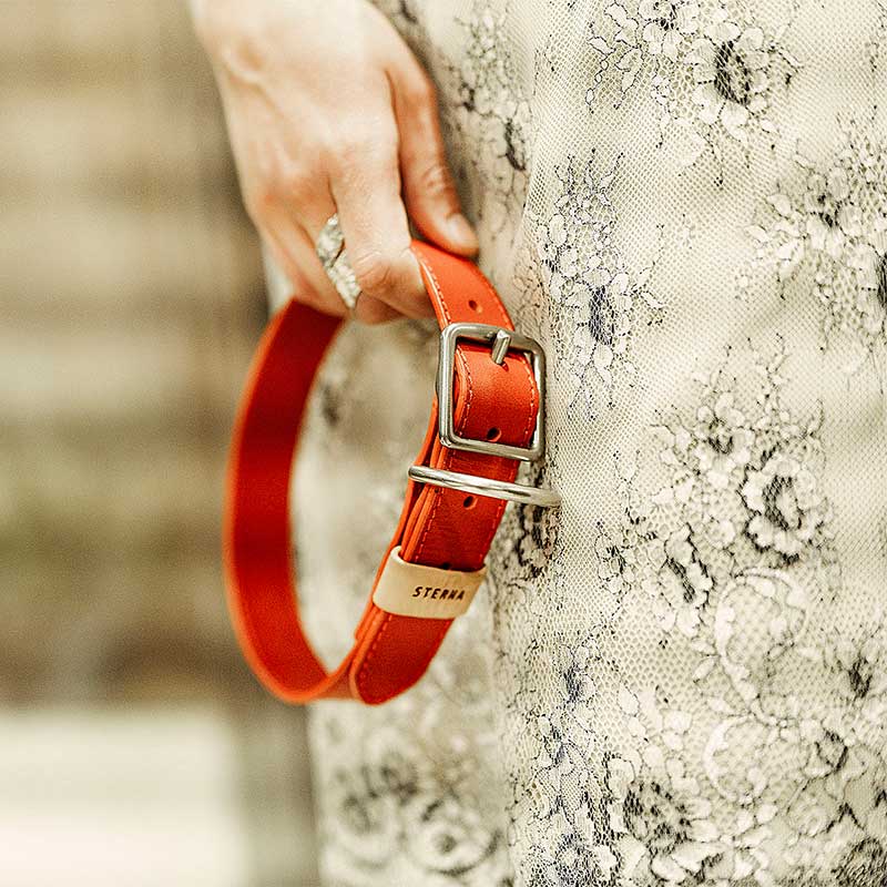 Fotograía de Producto de Perritos 6