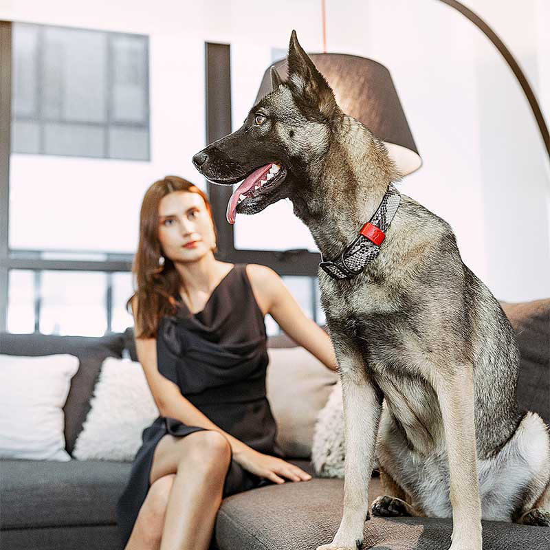 Fotograía de Producto de Perritos 10